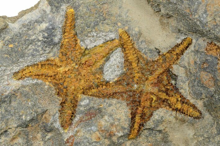Two Ordovician Starfish (Petraster?) Fossils - Morocco #187174